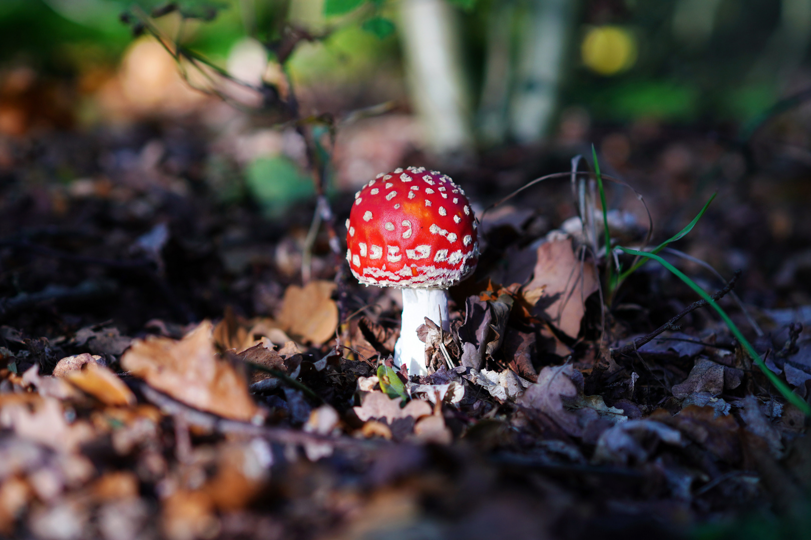 Ein Männlein steht im Walde - oder doch nicht?