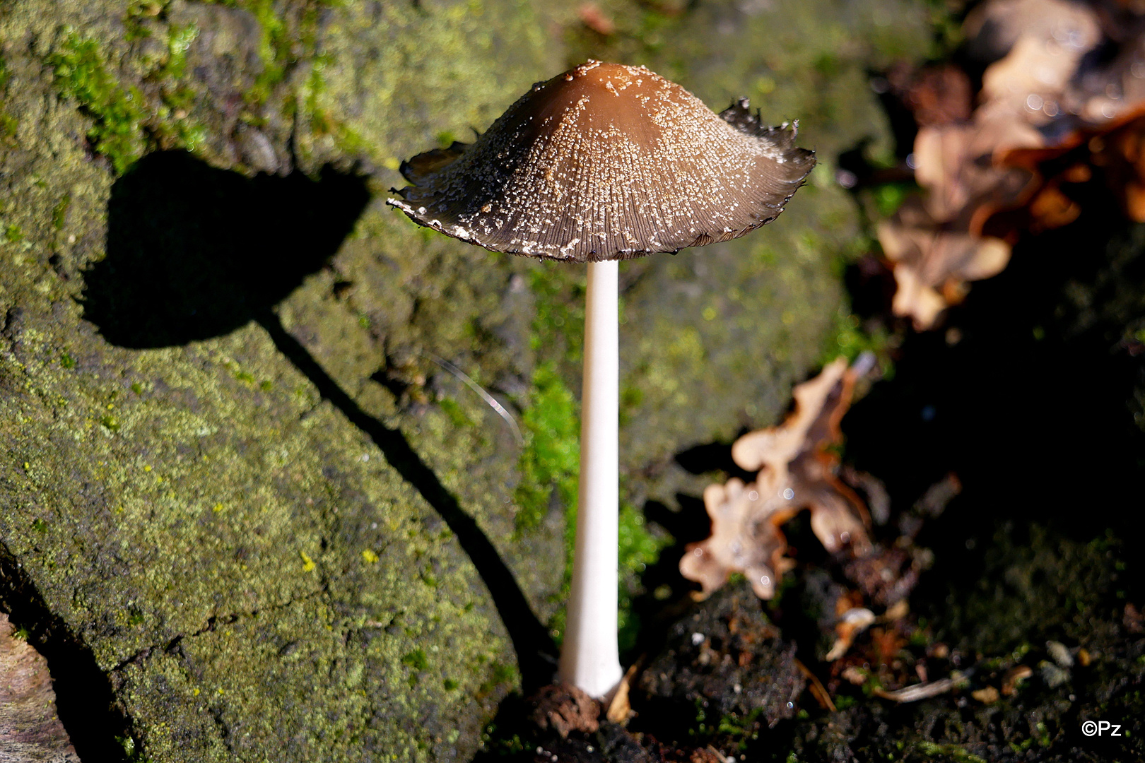 "Ein Männlein steht im Walde ... Sag´, wer mag das Männlein sein ...?"