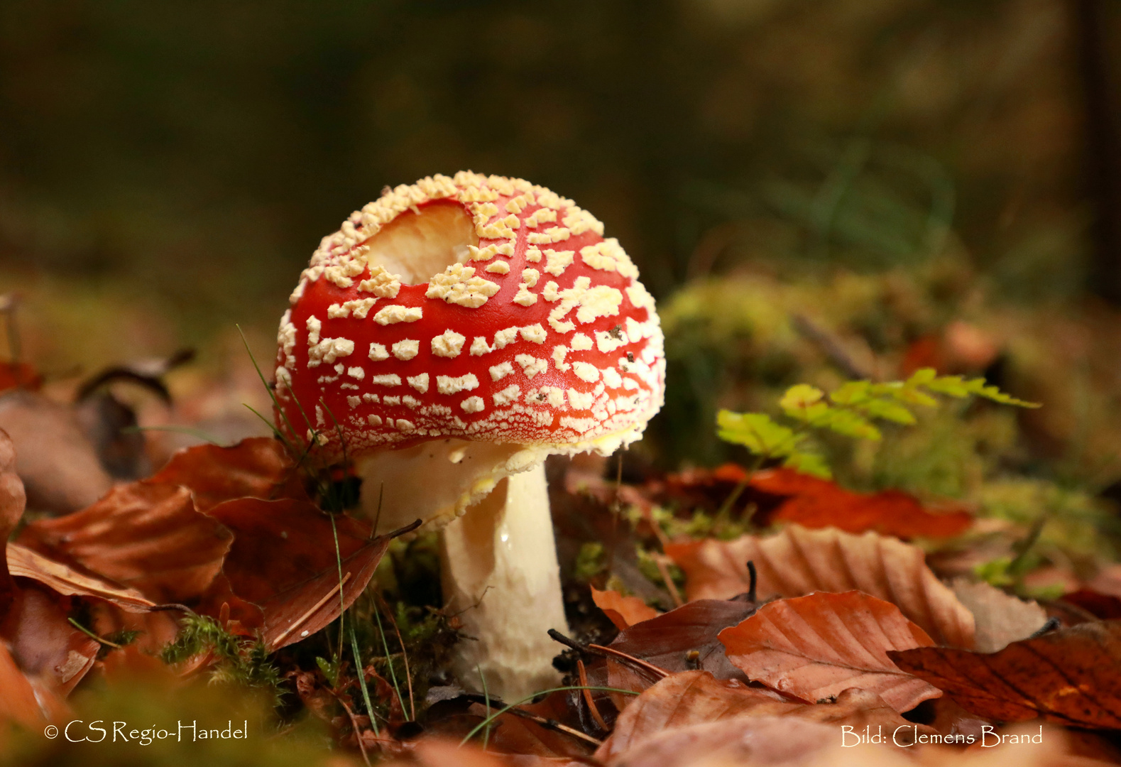 Ein Männlein steht im Walde...oder ein Präsidentenpilz