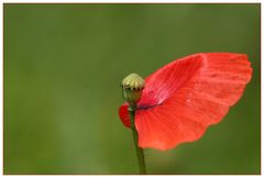 ein Männlein steht in Walde....