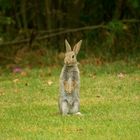 Ein Männlein steht ? Ne Ne nicht im Wald.