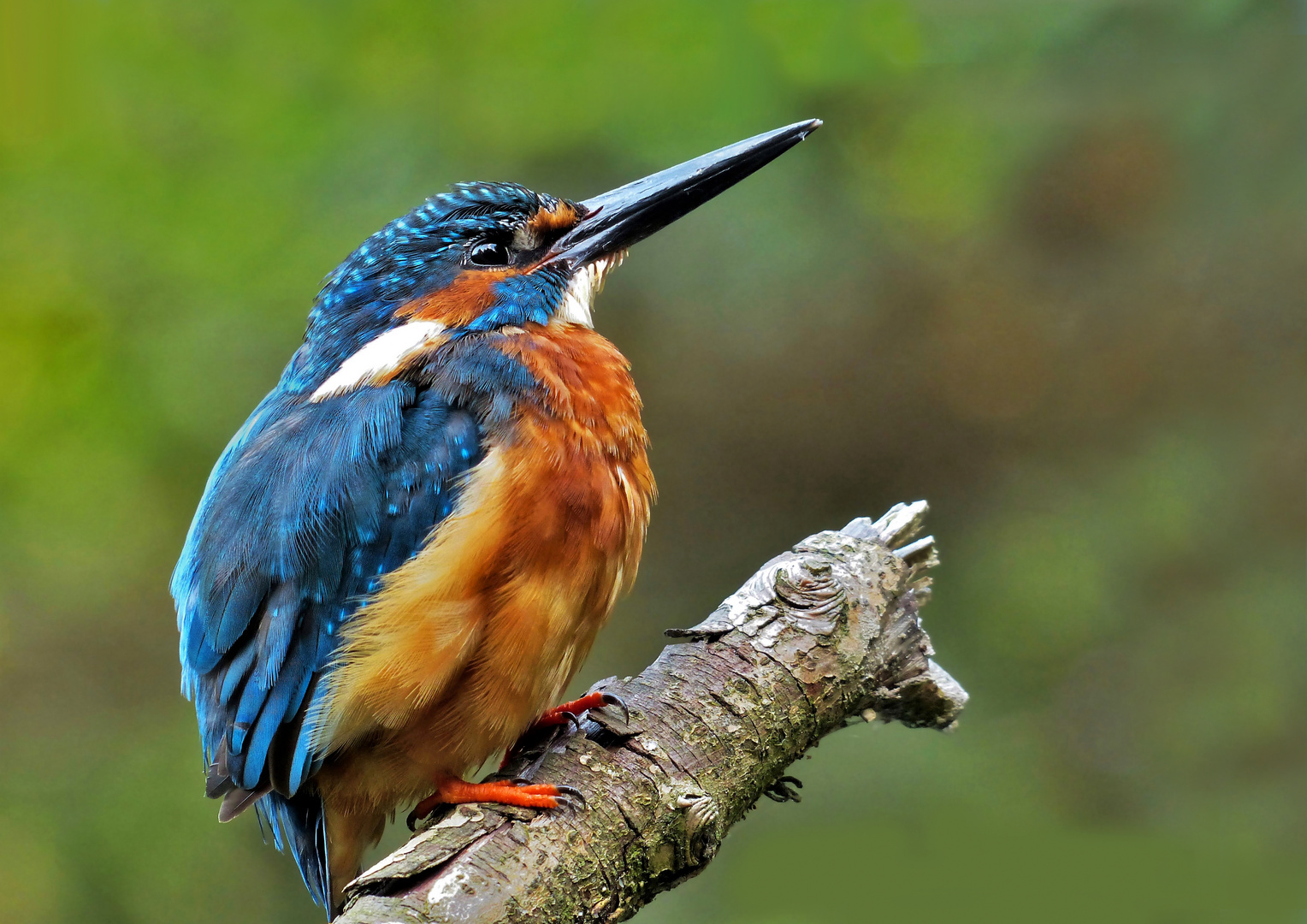 Ein männlicher Eisvogel