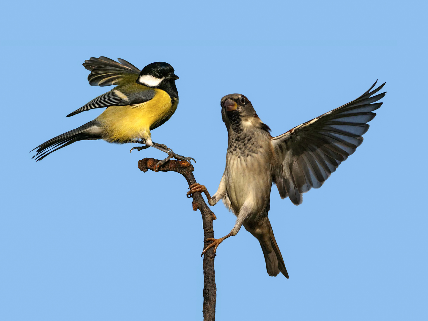 Ein männlicher Haussperling attakiert eine Kohlmeise