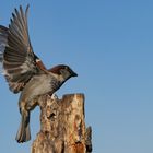 Ein männlicher Haussperling - Bruchlandung