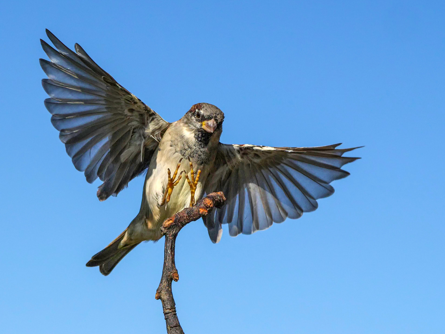 Ein männlicher Haussperling im Anflug