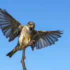 Ein männlicher Haussperling im Anflug