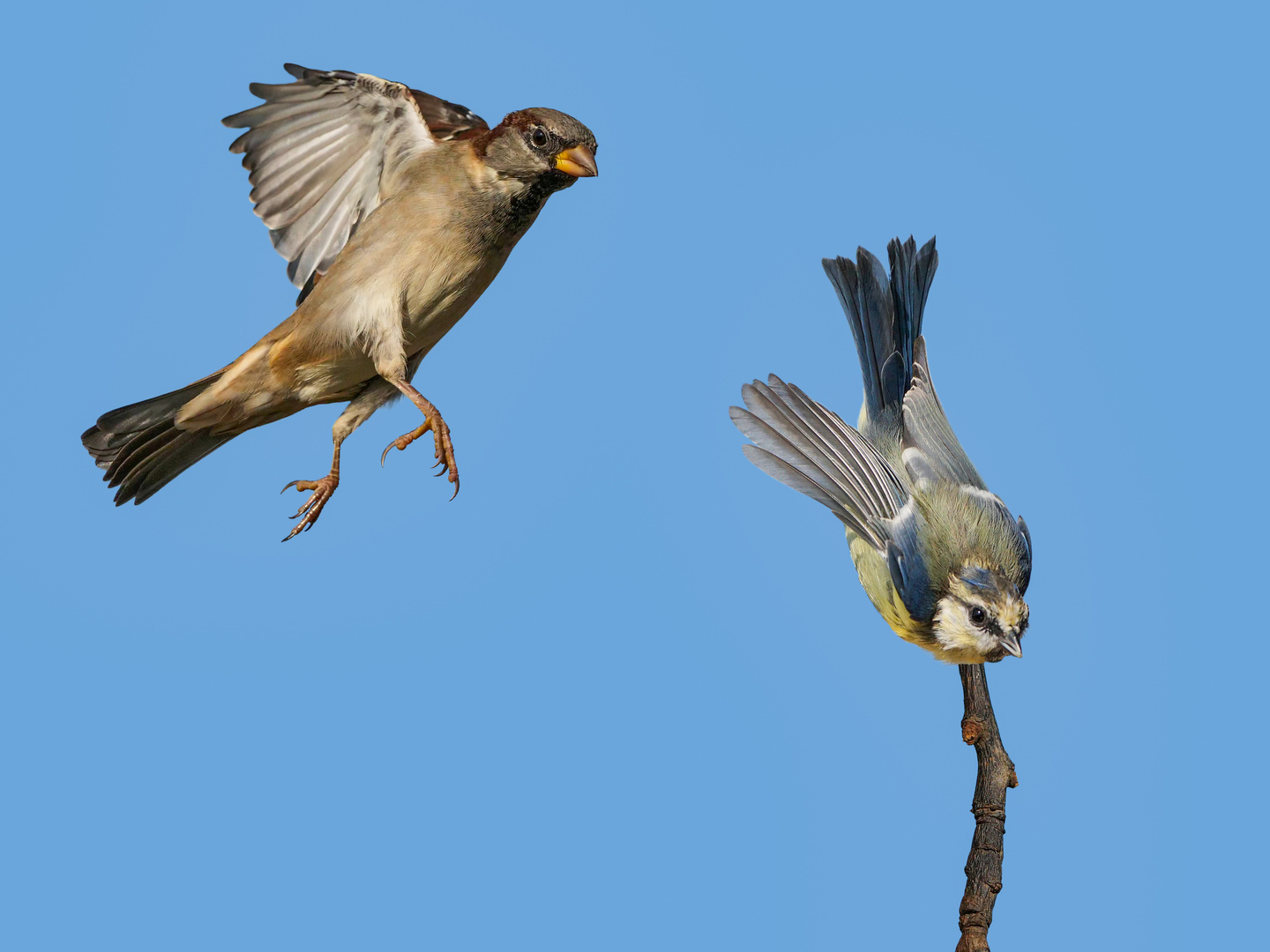 Ein männlicher Haussperling überascht eine Blaumeise