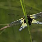 Ein männlicher Schmetterlingshaft (Libelloides coccajus), ...