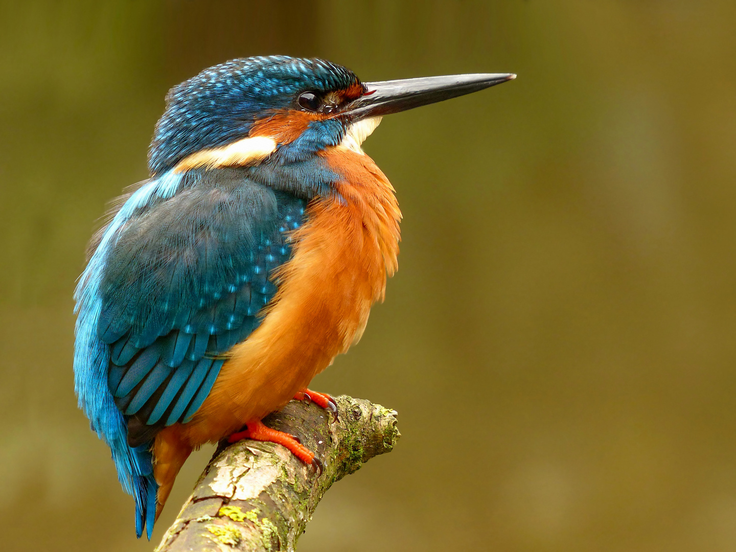 Ein männliches Eisvogelportrait