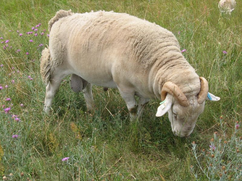 Ein männliches Schaf...