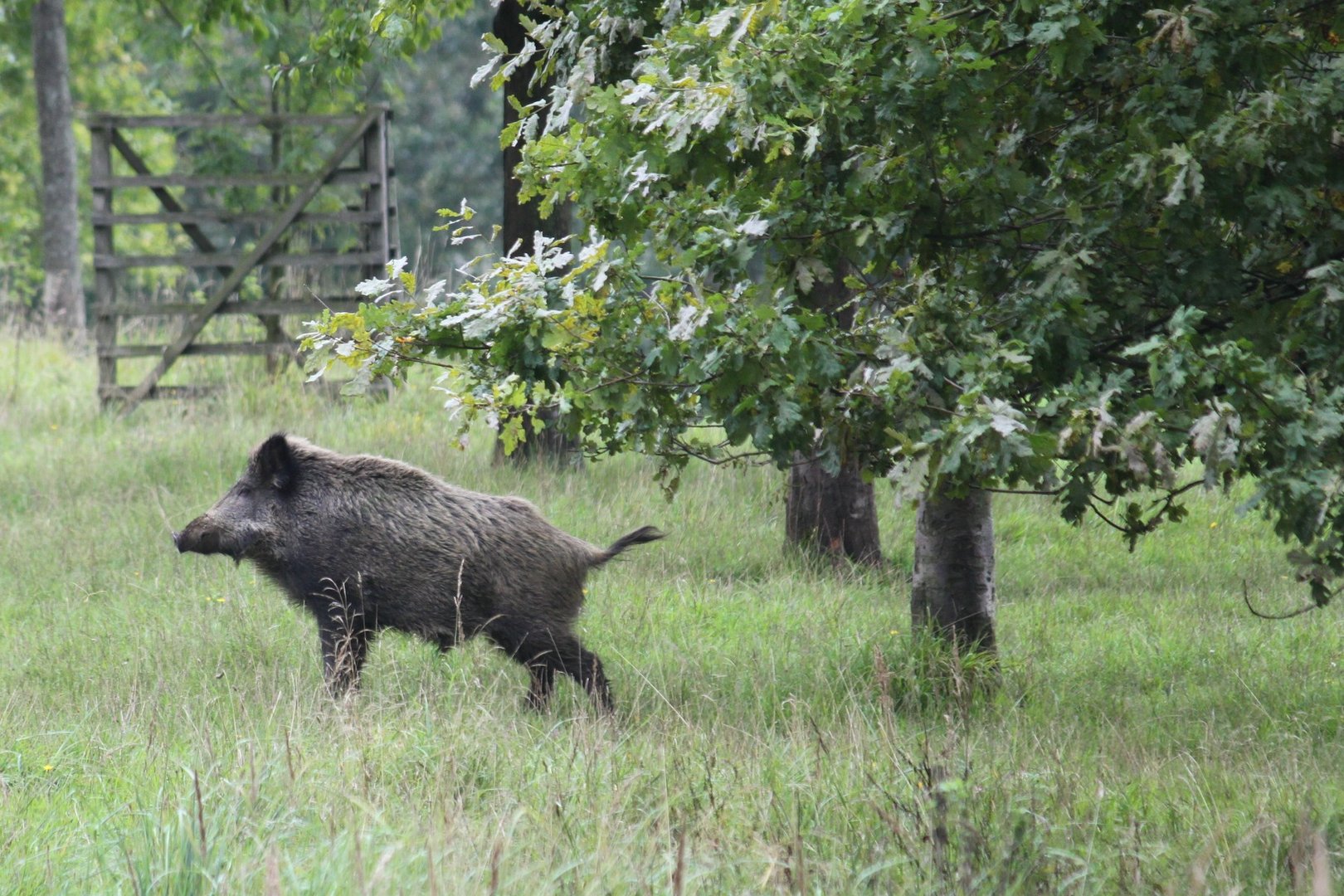 ...ein männliches Wildschwein am Wegesrand...