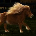 ein Märchen Pony