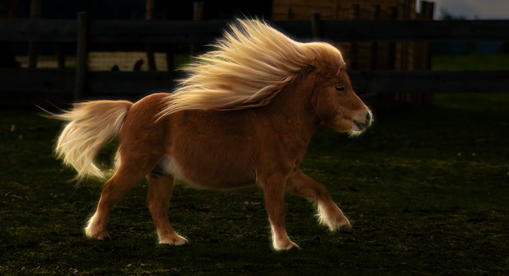 ein Märchen Pony