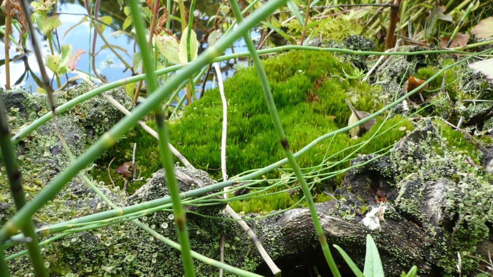 Ein Märchen-Rastplatz am See...