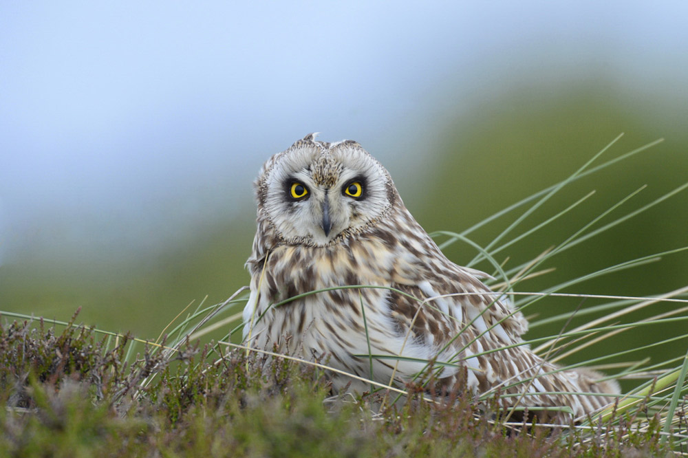 Ein Märchen wildlife