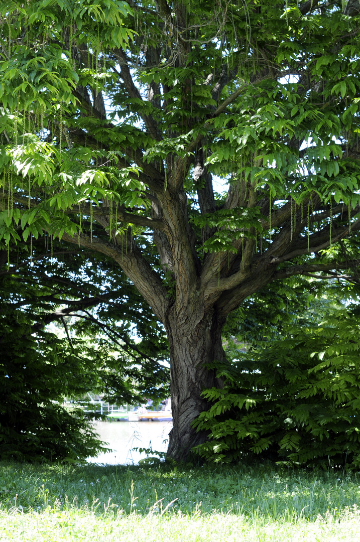 Ein Märchenbaum