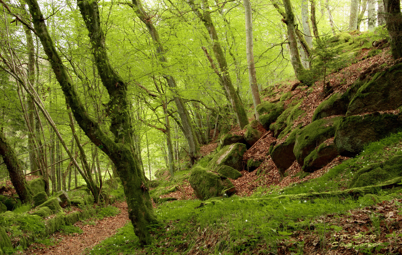 Ein Märchenwald im April