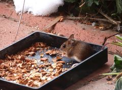 Ein Mäuschen bedient sich am "Vogelfutter"