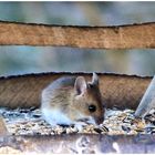 Ein Mäuschen im Futterhäuschen der Vögel 