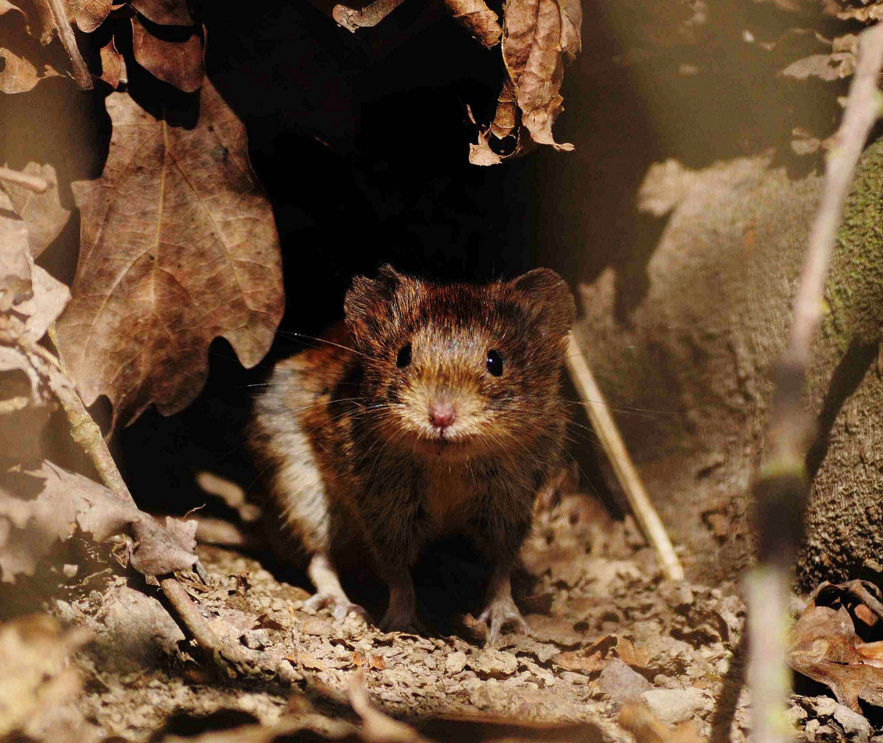 ein Mäuschen im Wald