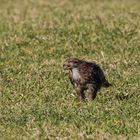 ein Mäusebussard bei seiner Beute(2)