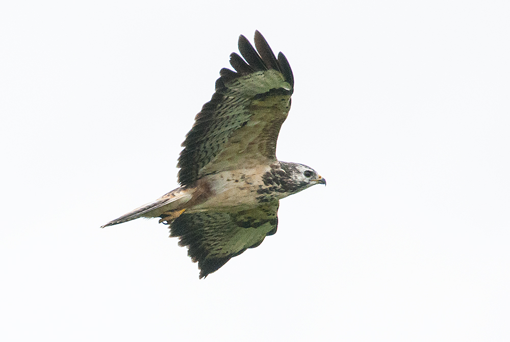 Ein Mäusebussard  (Buteo buteo) . . .