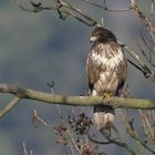 Ein Mäusebussard - Buteo buteo