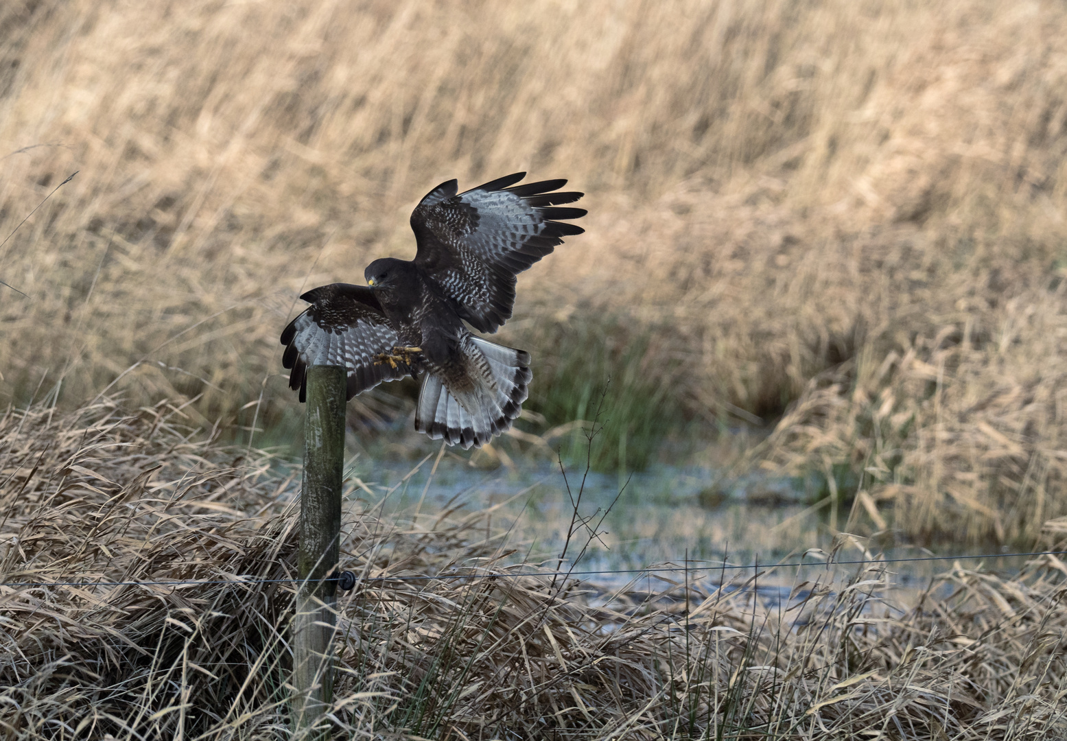 Ein Mäusebussard [Buteo buteo] am 'Årslev engsø', Dänemark-2