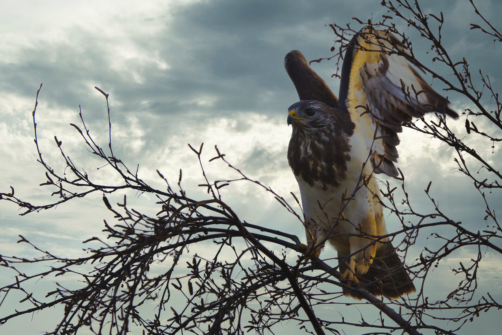 ein Mäusebussard im Anflug