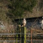 Ein Mäusebussard - kein Turmfalke!