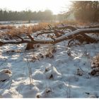 Ein magischer Winterspaziergang