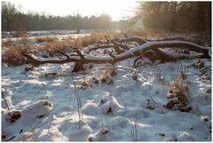 Ein magischer Winterspaziergang