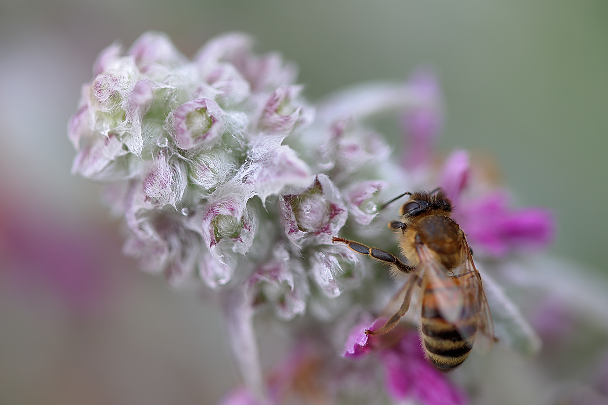 Ein Magnet für Bienen