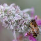 Ein Magnet für Bienen