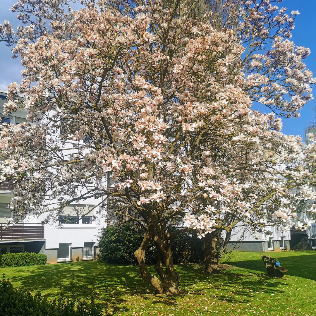 Ein Magnolienbaum in voller Blüte