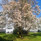 Ein Magnolienbaum in voller Blüte