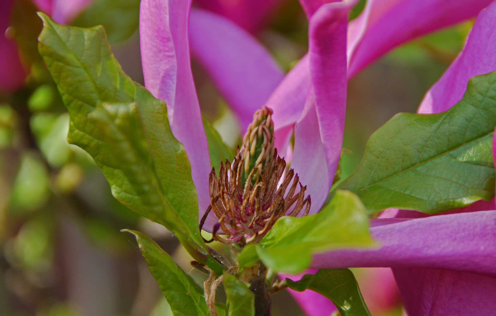 ein Magnolienkrönchen