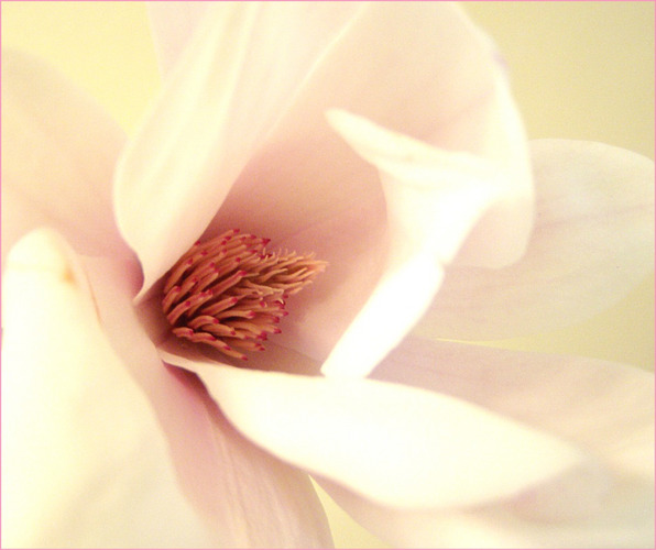 ...ein Magnolientraum...