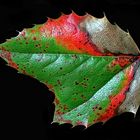  Ein Mahonia-Blatt... 