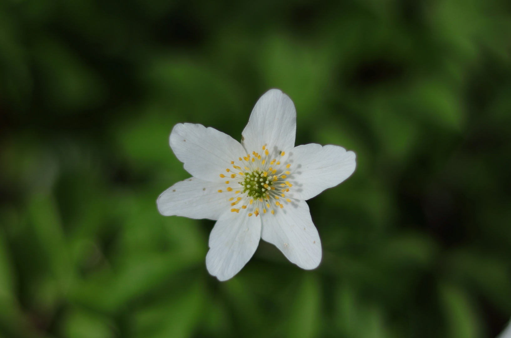 Ein Mai Blümchen