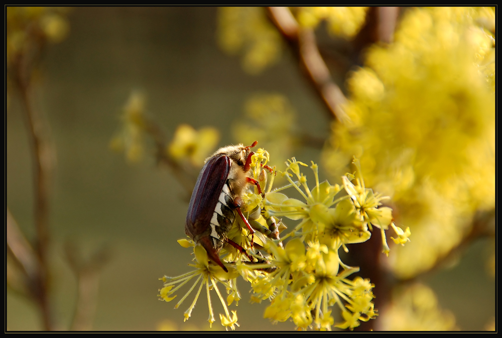 Ein Maikäfer im April