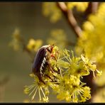 Ein Maikäfer im April