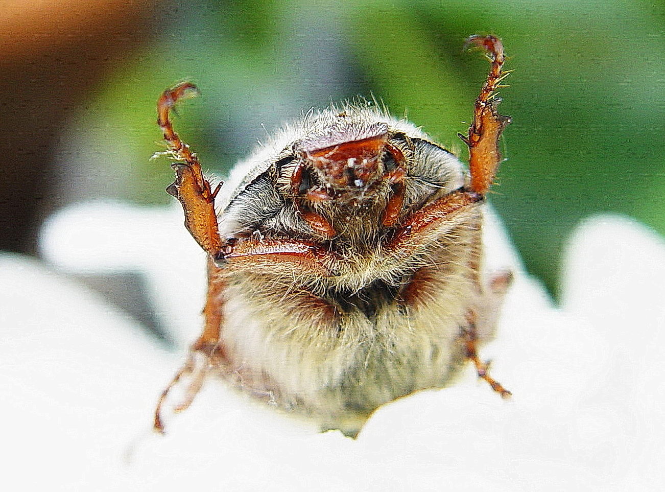 Ein Maikäfer im August