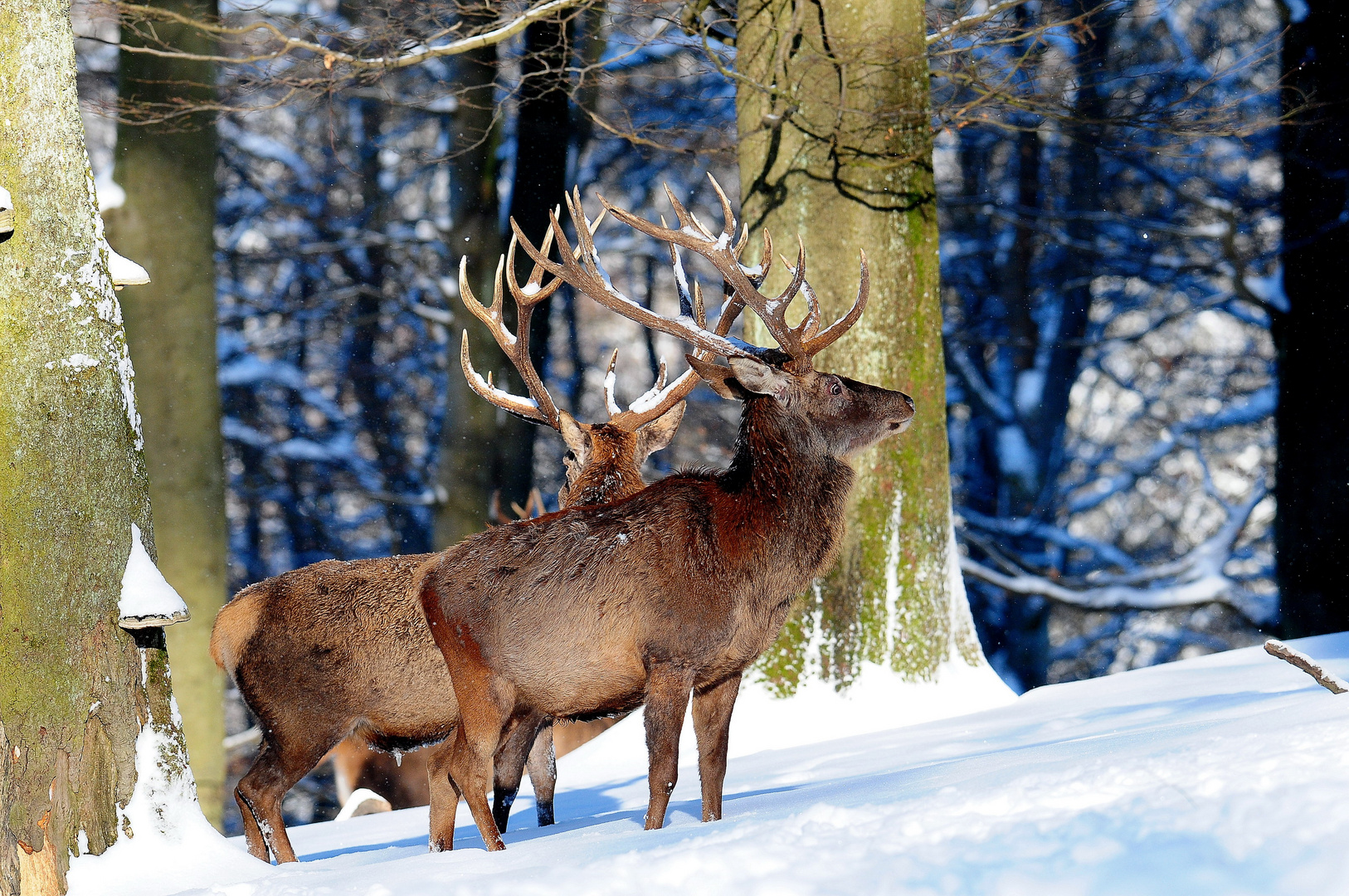 Ein majestätischer Anblick - Hirsche in Neuschnee