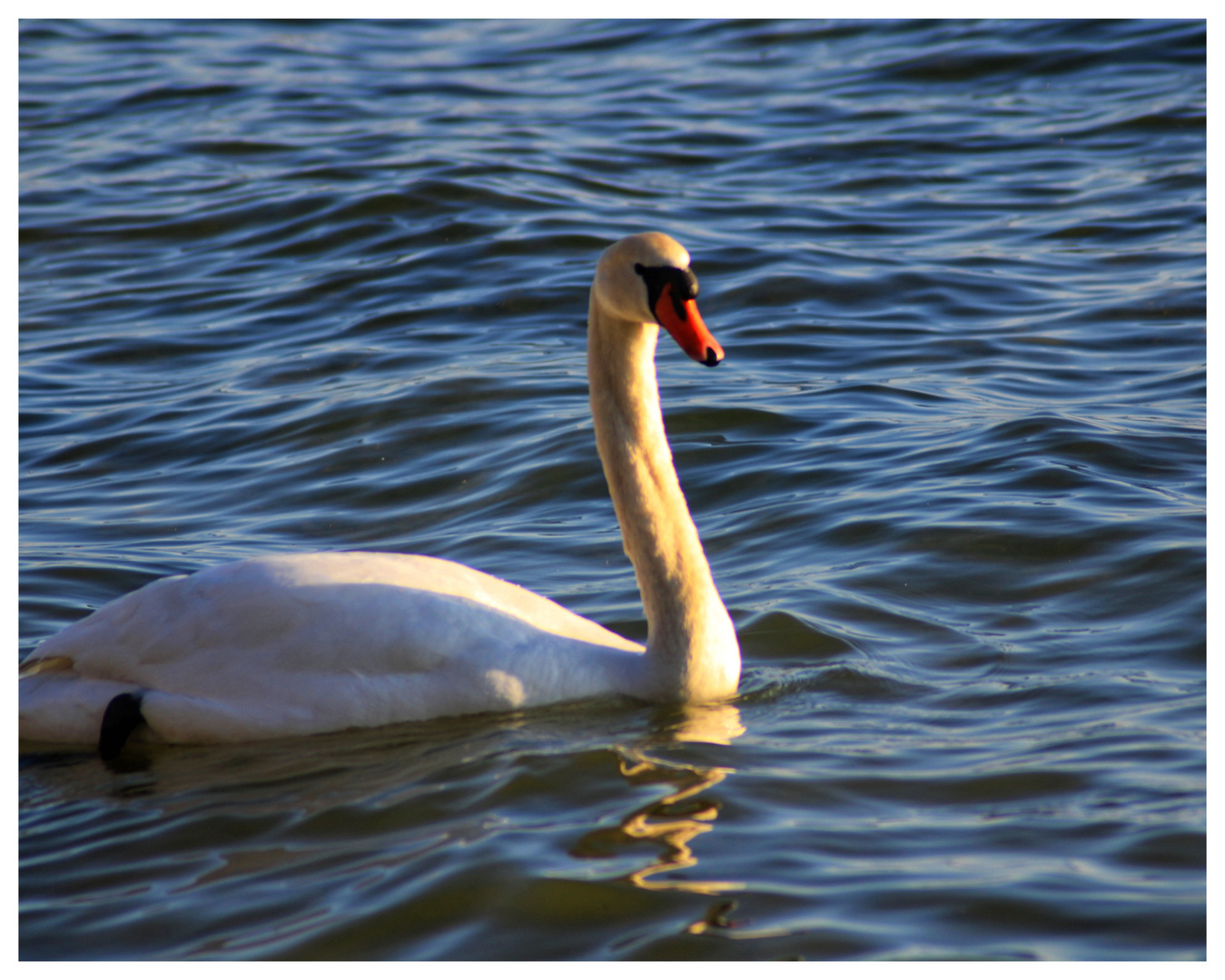 Ein majestätischer Schwan 