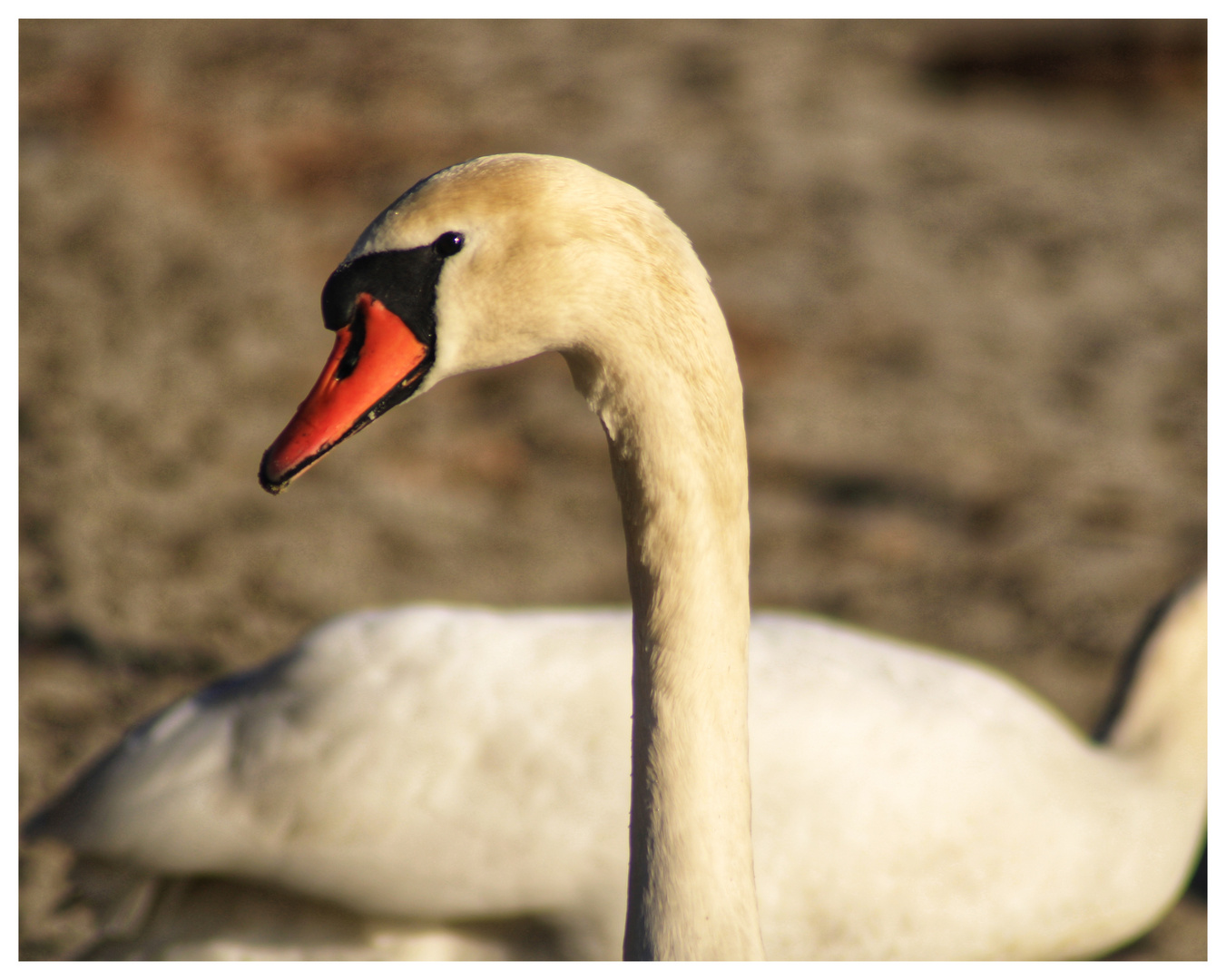 Ein majestätischer Schwan 