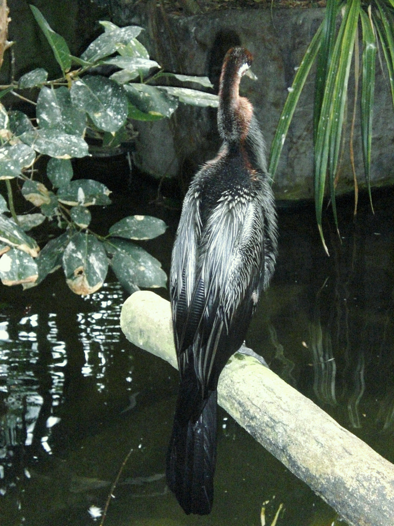 Ein majestätischer Vogel