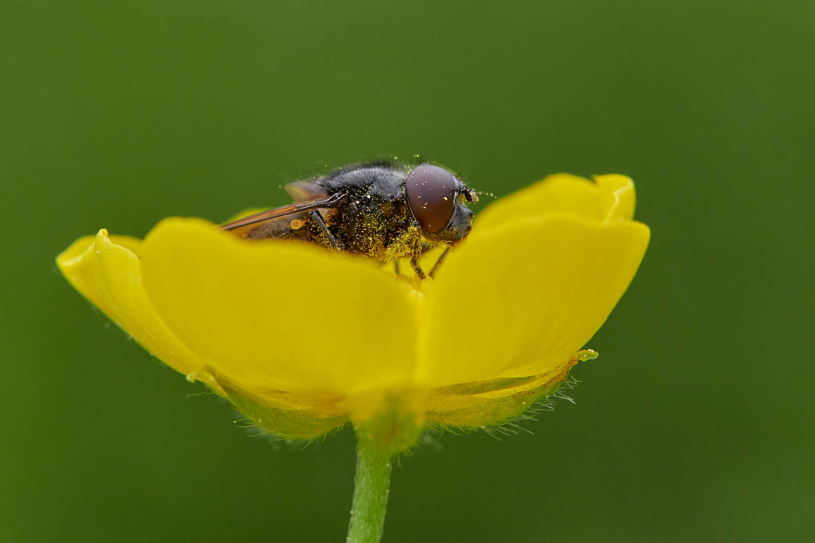 ein Makro mit Gesicht :)