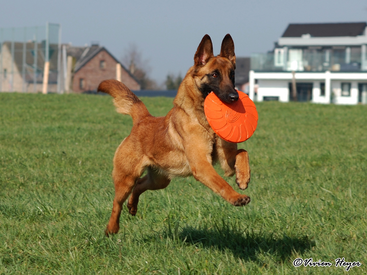 Ein Malinois hat Spaß