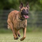 ein malinois hebt ab